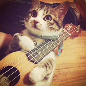 新有菜电影免费观看完整版
